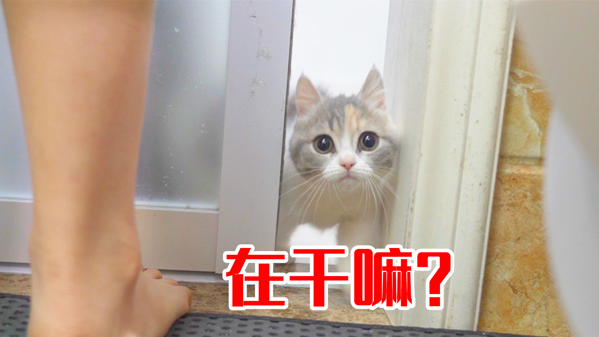 女主人一去厕所,猫咪总要进来看着,什么原理?